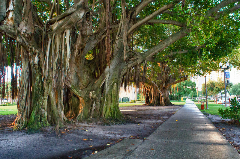 Banyan tree St. Petersburg Florida