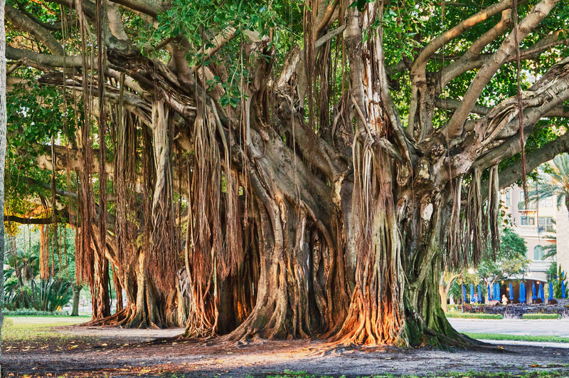 Banyan Tree St. Petersburg Florida