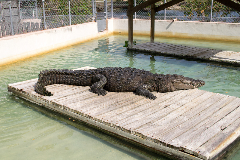 North American Crocodile Florida