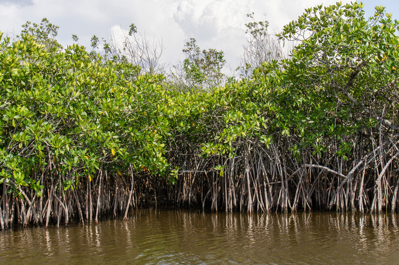 Mangrove Everglades