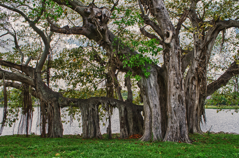 Crescent Park St. Petersburg Banyan Tree
